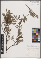 Foto von Salix brachycarpa Nutt.